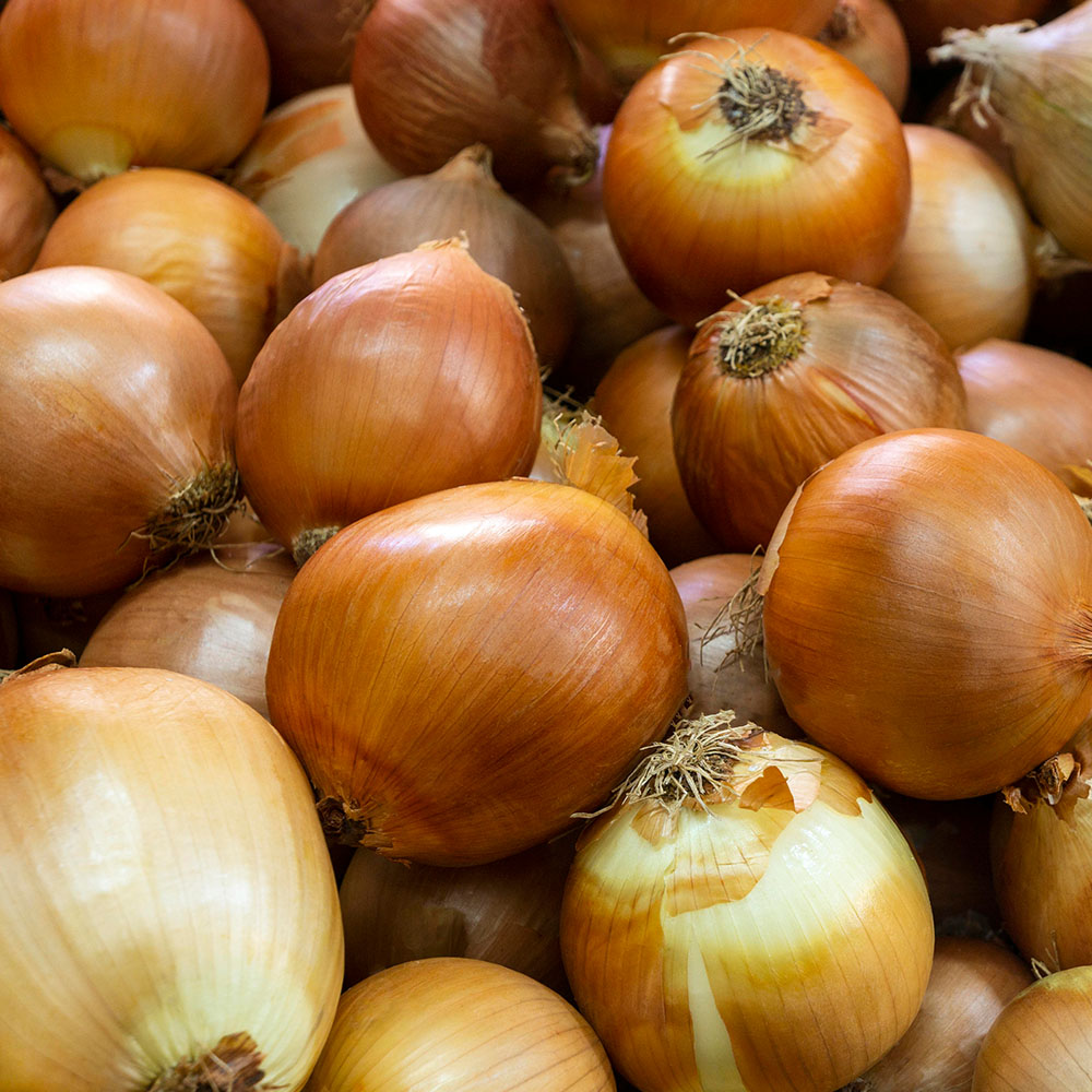 Cebolla