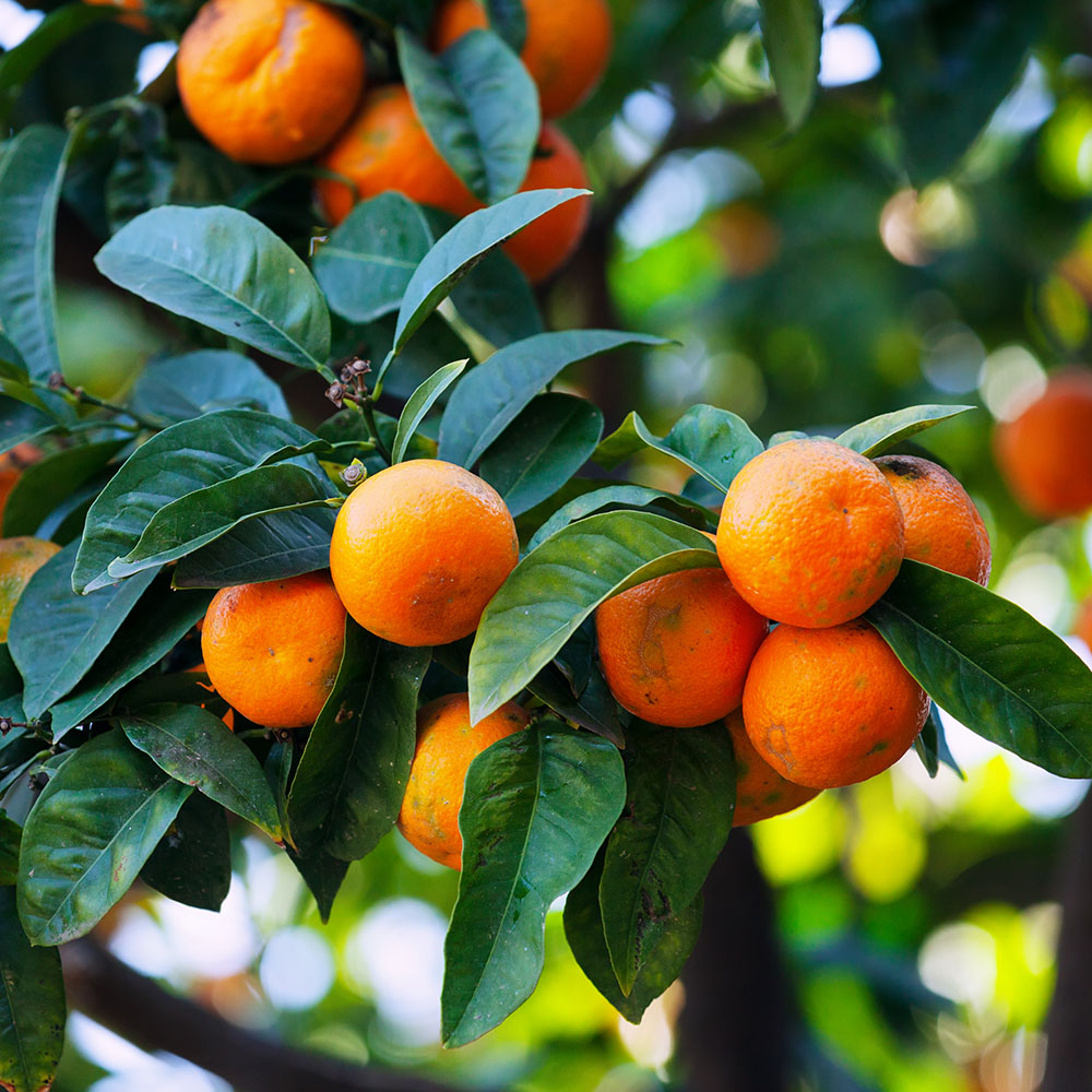 Mandarinas